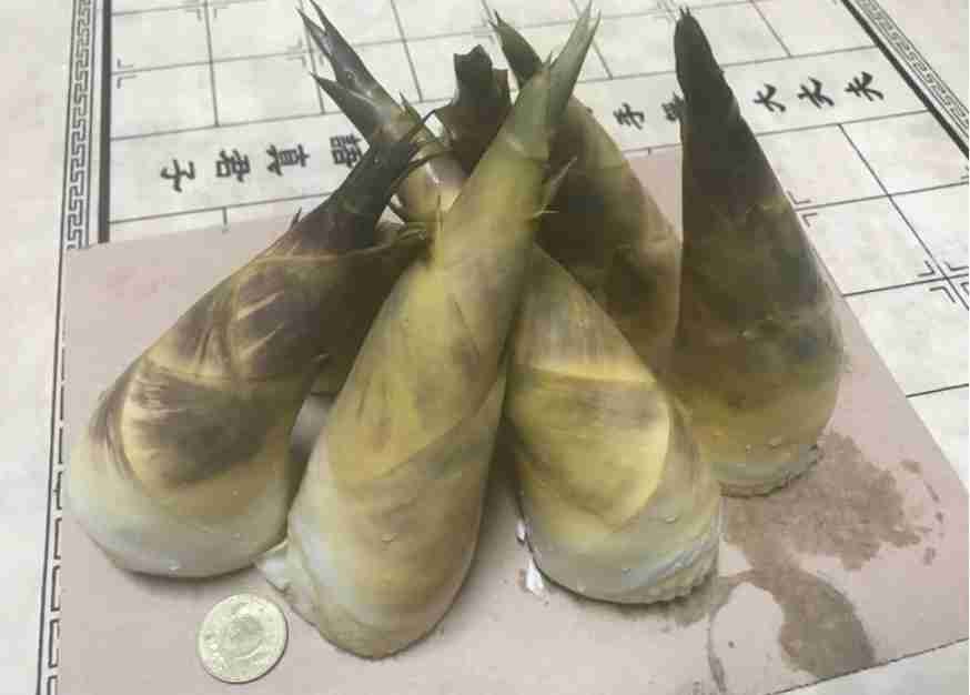 正宗 觀音山綠竹筍 甜筍 黃金甜筍500g