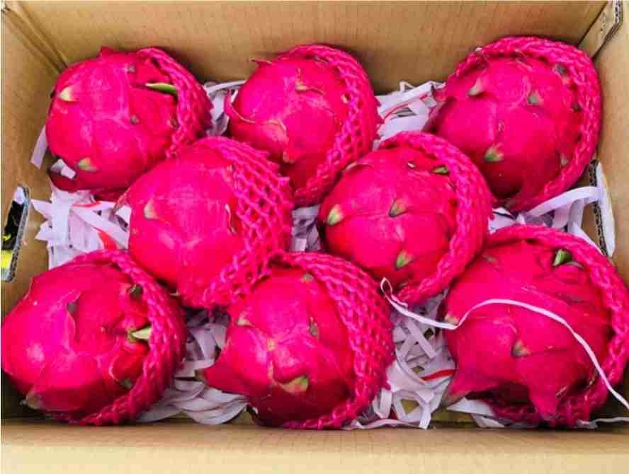 台南頂級特大紅龍果（紅肉）台灣本土水果驕傲5000g